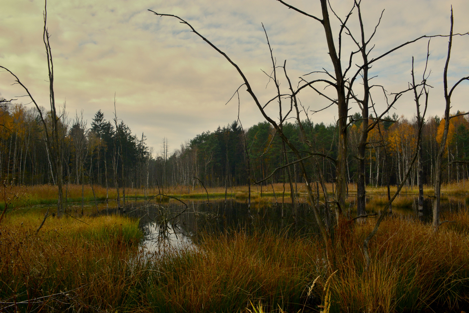 Königsbrücker Heide "Auf dem Biberpfad 1"