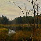 Königsbrücker Heide "Auf dem Biberpfad 1"