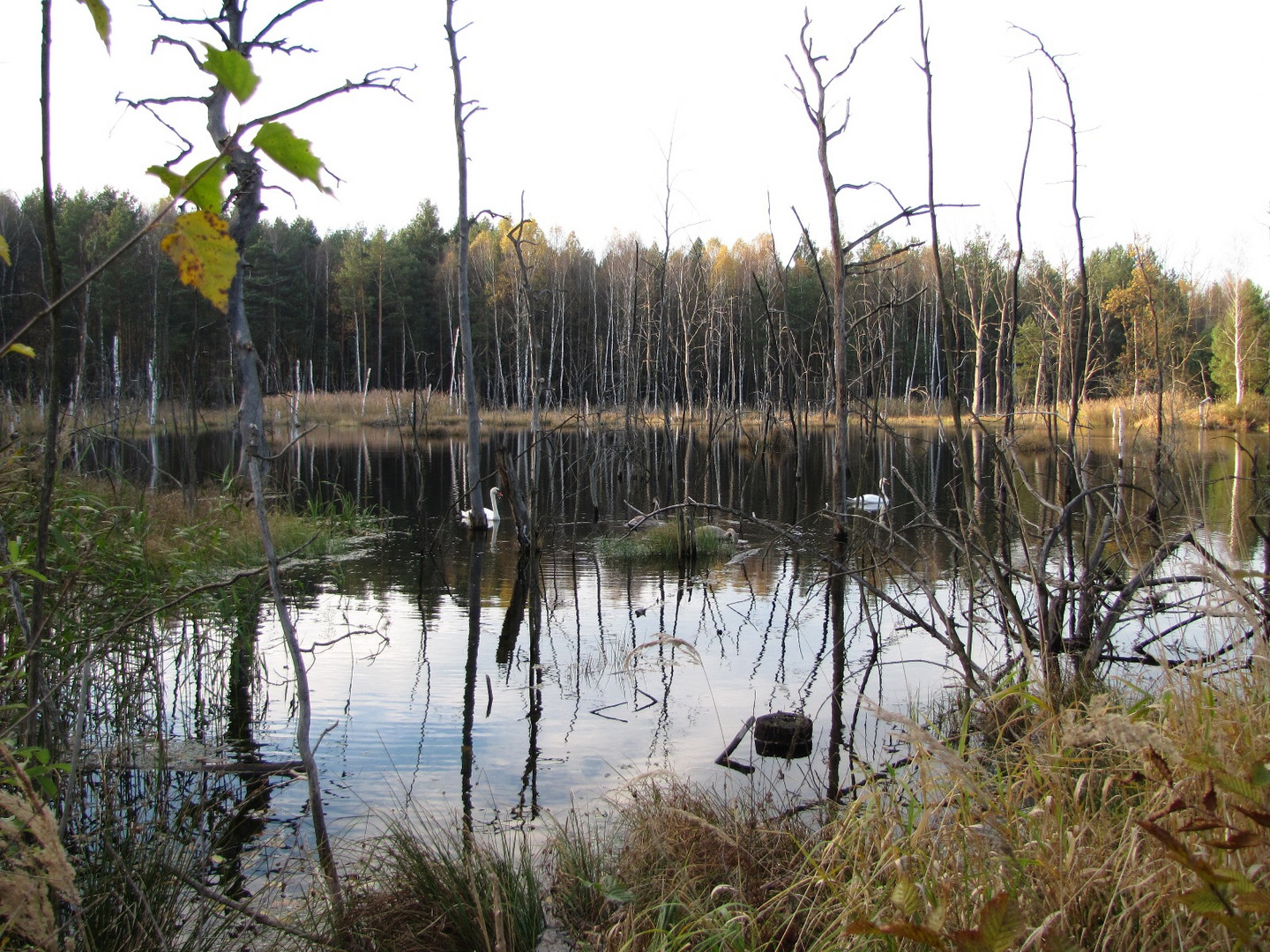 Königsbrücker Heide Biberpfad Foto & Bild landschaft, natur Bilder auf