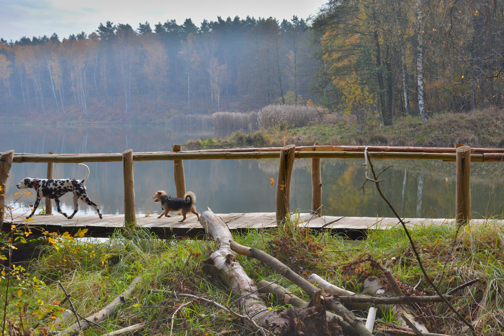 Königsbrücker Heide "See der Freundschaft"