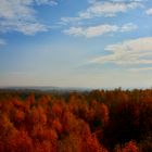 Königsbrücker Heide "Turmpfad zum Haselberg 2"