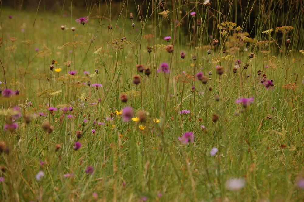 Königsbrunner Heide I