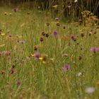 Königsbrunner Heide I