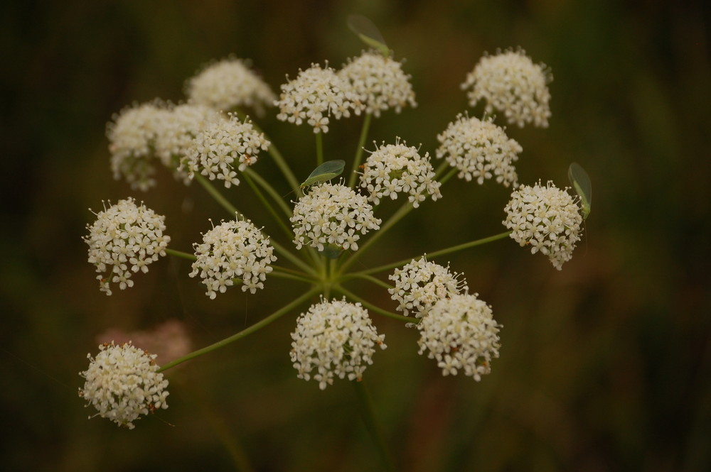 Königsbrunner Heide II