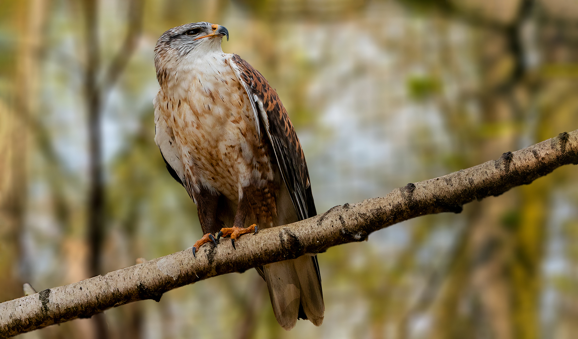 Königsbussard 006