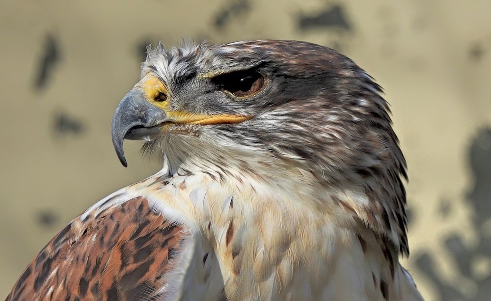 Königsbussard