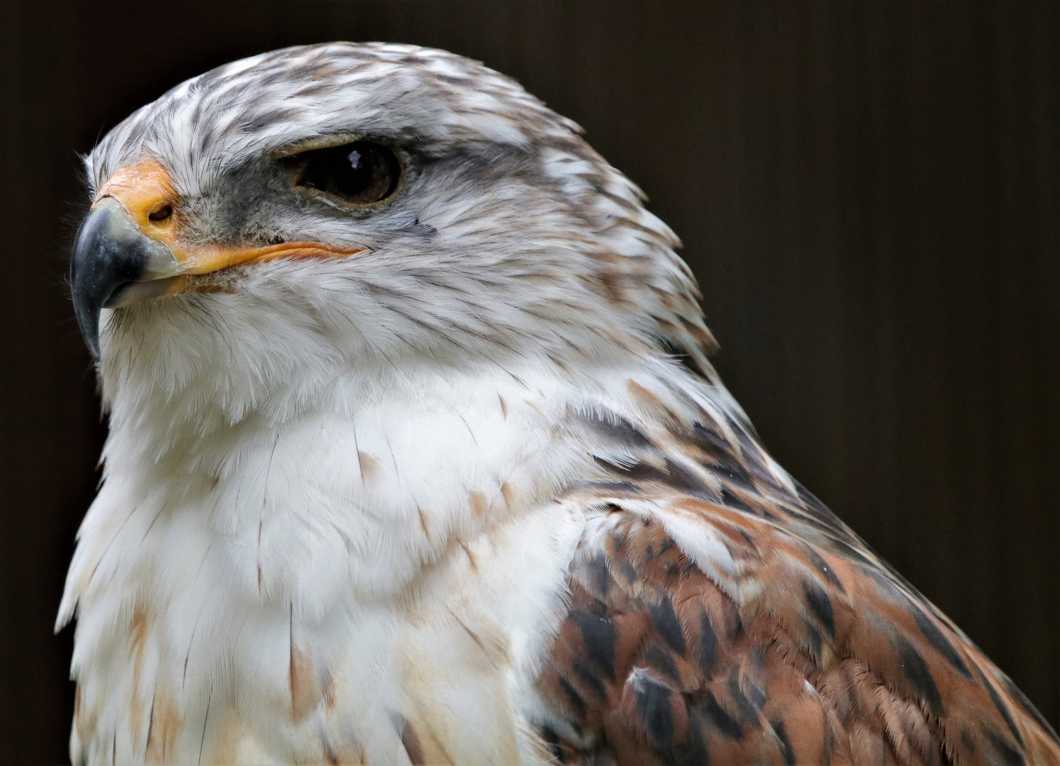 Königsbussard