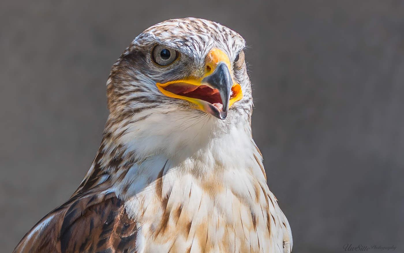 Königsbussard