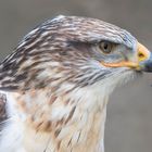 Königsbussard