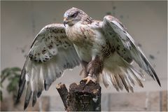 Königsbussard