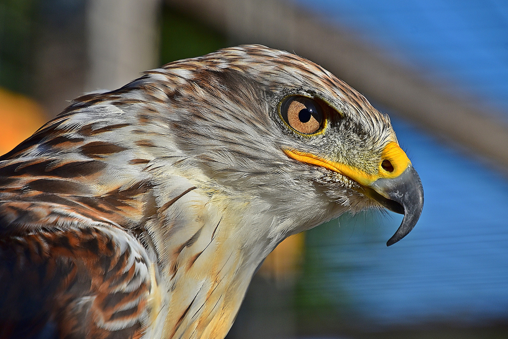 Königsbussard (Buteo regalis)