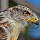 Königsbussard (Buteo regalis)