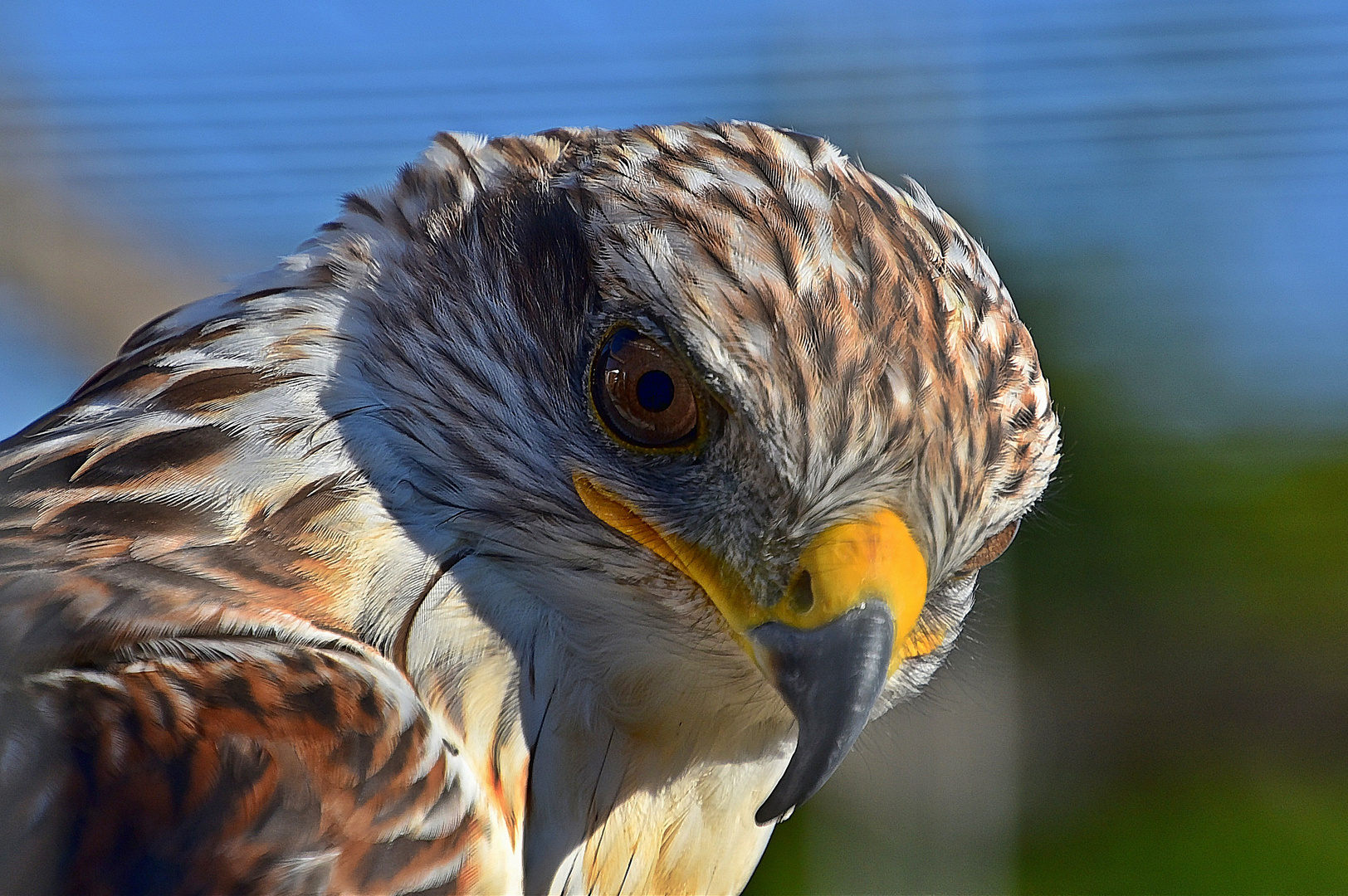 Königsbussard (Buteo regalis)