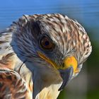 Königsbussard (Buteo regalis)