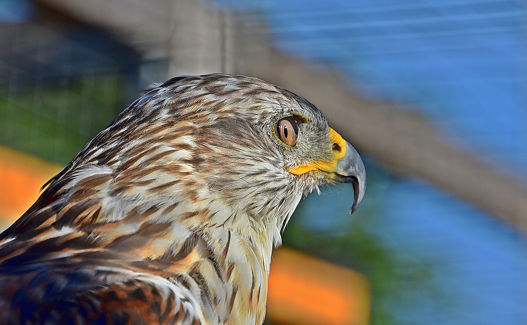 Königsbussard (Buteo regalis)