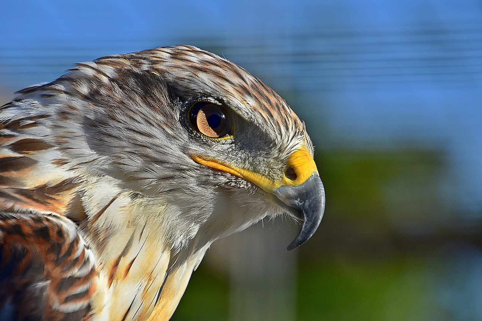 Königsbussard (Buteo regalis)