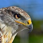 Königsbussard (Buteo regalis)