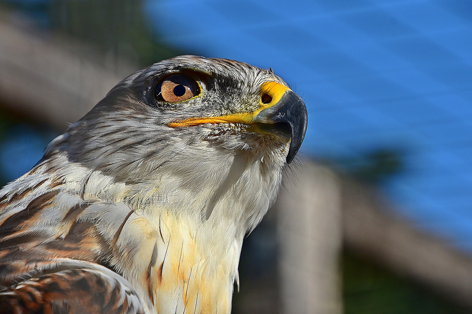 Königsbussard (Buteo regalis)