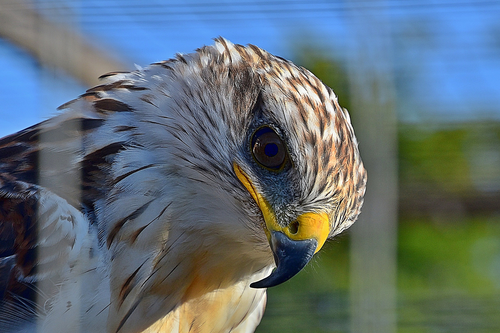 Königsbussard (Buteo regalis)