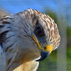 Königsbussard (Buteo regalis)