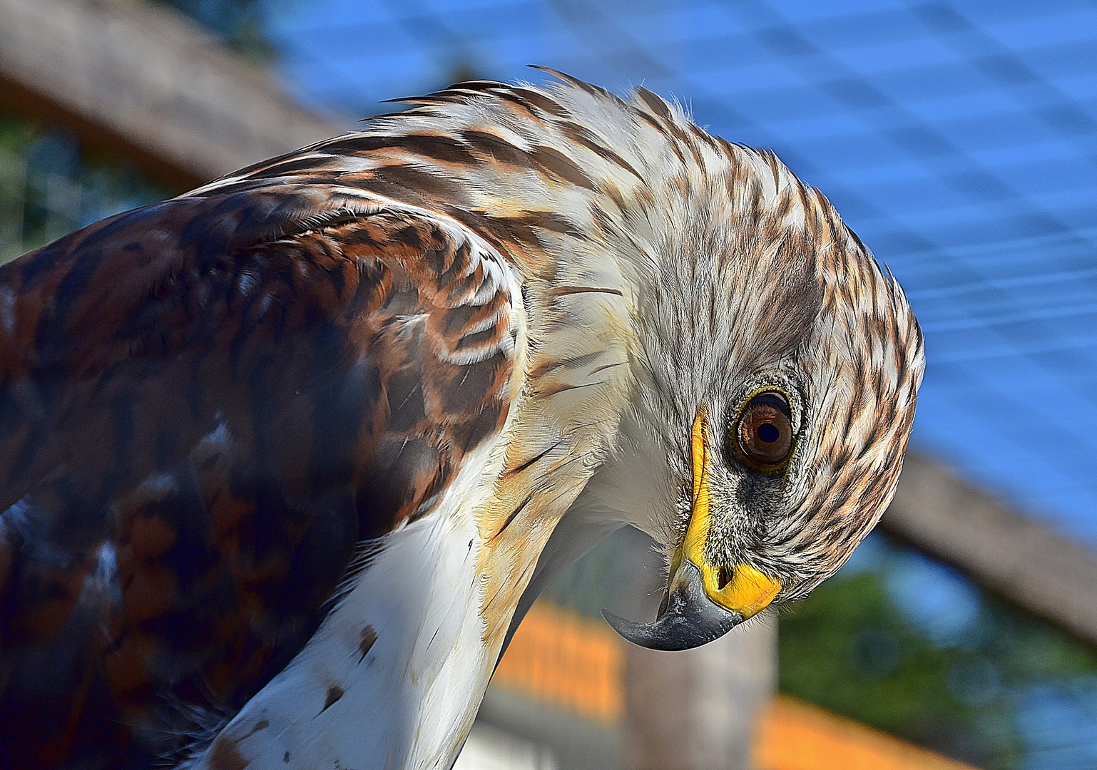 Königsbussard (Buteo regalis)