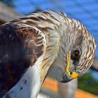 Königsbussard (Buteo regalis)