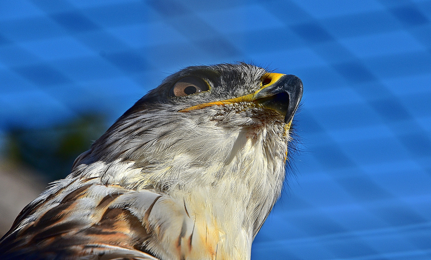 Königsbussard (Buteo regalis)