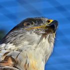 Königsbussard (Buteo regalis)