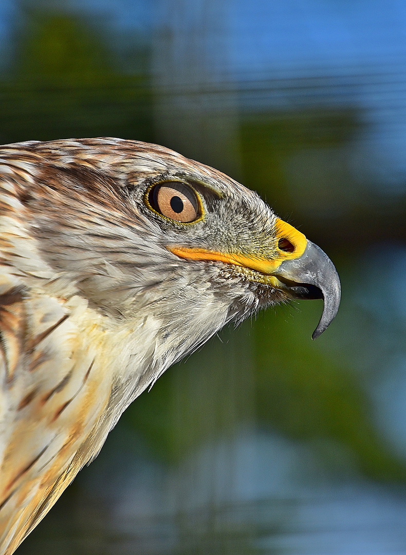 Königsbussard (Buteo regalis)