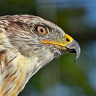 Königsbussard (Buteo regalis)