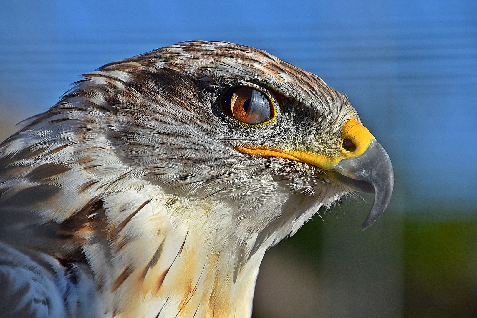 Königsbussard (Buteo regalis)