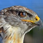 Königsbussard (Buteo regalis)