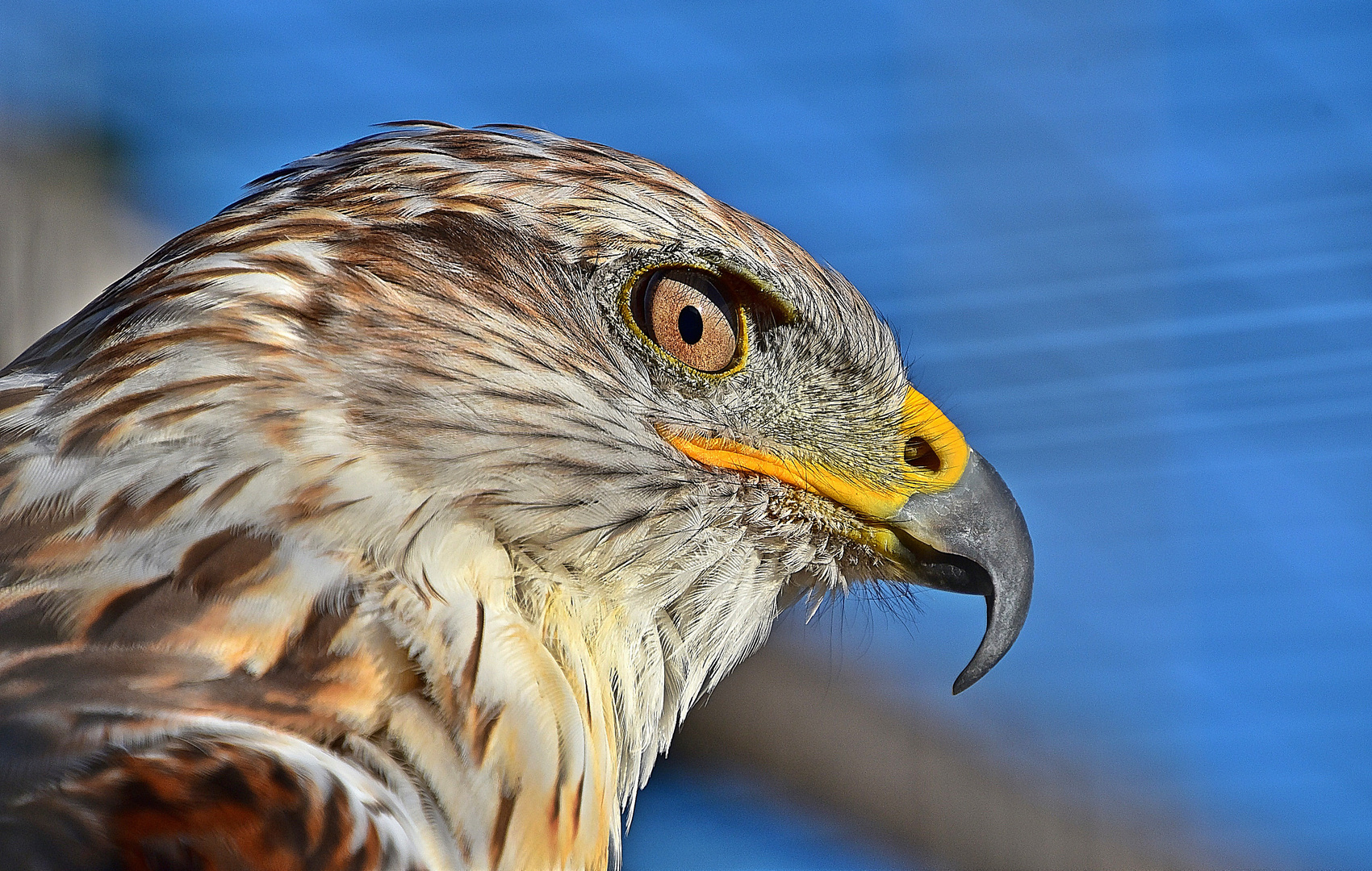 Königsbussard (Buteo regalis) 