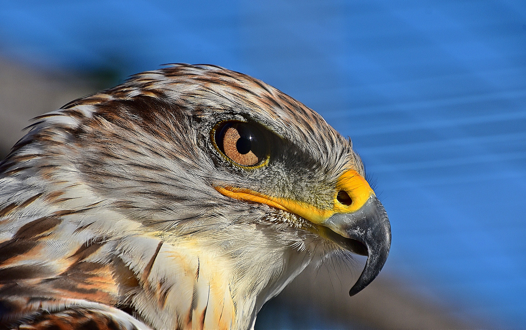 Königsbussard (Buteo regalis)