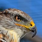 Königsbussard (Buteo regalis)