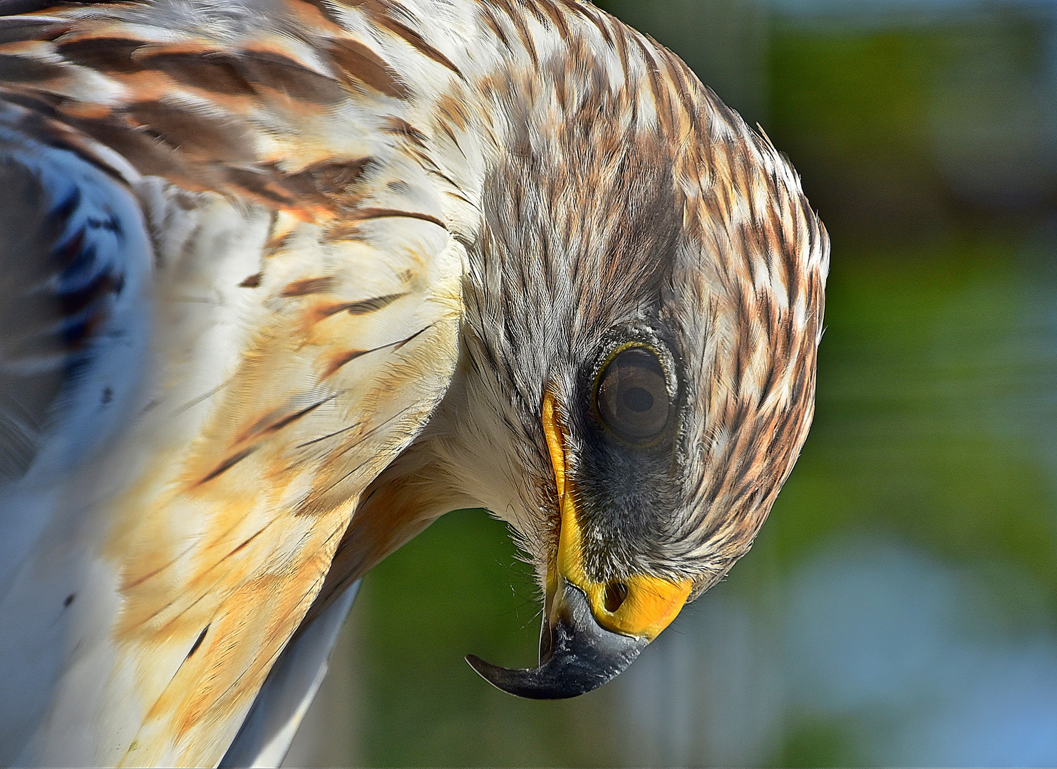 Königsbussard (Buteo regalis)