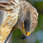 Königsbussard (Buteo regalis)