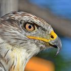 Königsbussard (Buteo regalis)