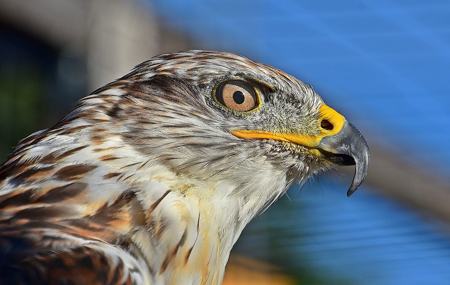 Königsbussard (Buteo regalis)