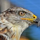 Königsbussard (Buteo regalis)