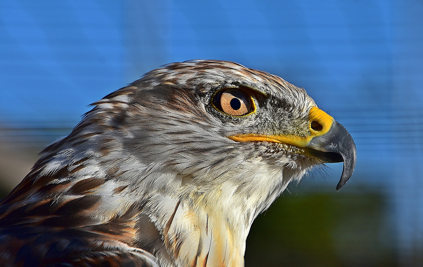 Königsbussard (Buteo regalis)