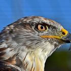 Königsbussard (Buteo regalis)