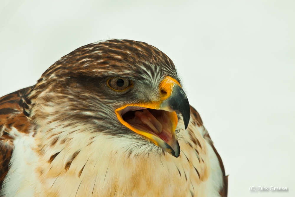 Königsbussard (Buteo regalis)