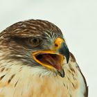 Königsbussard (Buteo regalis)