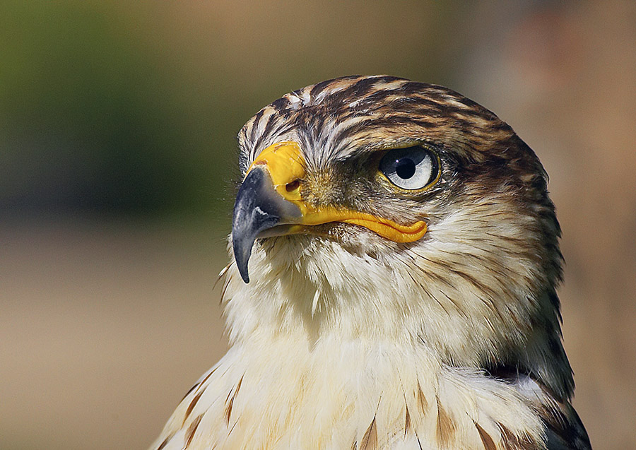 Königsbussard, Buteo regalis (Zoo)