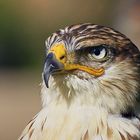 Königsbussard, Buteo regalis (Zoo)