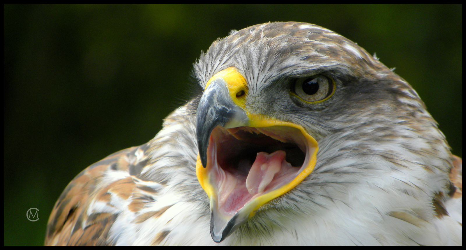 Königsbussard