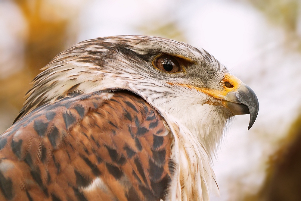 Königsbussard