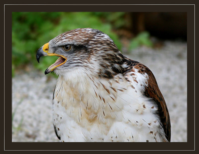 Königsbussard I