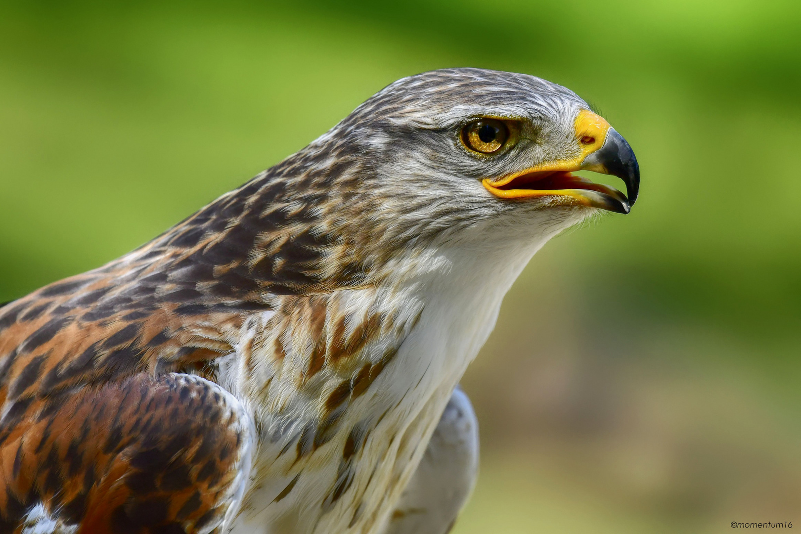 Königsbussard - Portrait